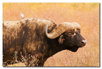 Bufalo del Cabo y pajaro - Buffalo and bird