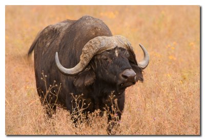 Bufalo del Cabo - Buffalo