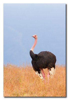Avestruz - Ostrich