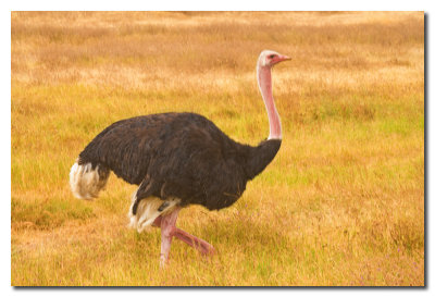 Avestruz - Ostrich