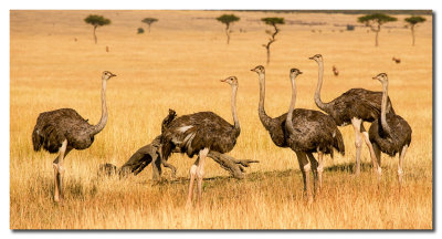 Animales Serengeti