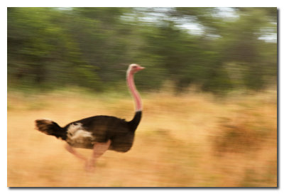 Avestruz en movimiento  -  Ostrich in movement
