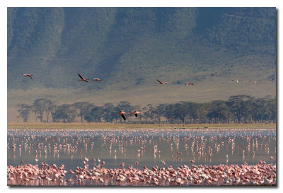 Flamingos en el lago Magadi - Flamingos in lake Magadi