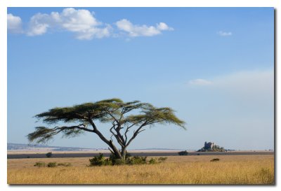 Paisaje en el Serengeti  -  Landscape in the Serengeti