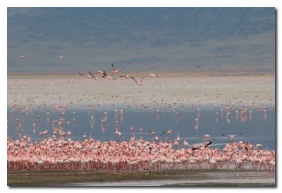 Flamingos en el lago Magadi - Flamingos in lake Magadi