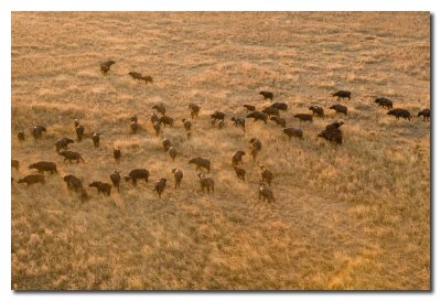 Bufalos en la pradera  -  Buffalos in the prarie