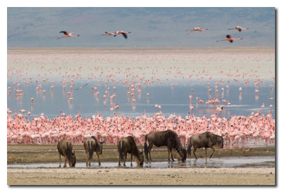 Ņus y Flamingos - Wildebeest and Flamingos
