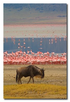 Ņu y Flamingos - Wildebeest and Flamingos