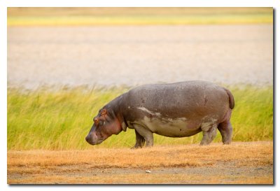 Hipopotamo - Hippopotamus
