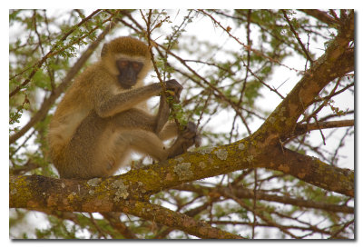 Mono  -  Vervet monkey