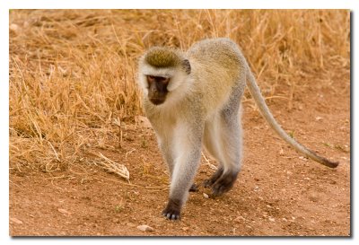 Mono - Vervet monkey