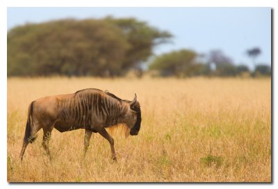 Ņu caminando - Wildebeest walking