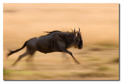 Ņu corriendo en la pradera - Wildebeest running in the praire