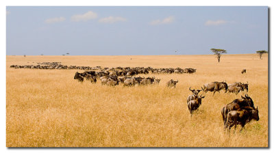 Migracion de los Ņus - Migration of the Wildebeest