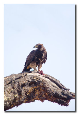 Aguila y presa  -  Eagle and prey