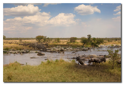 La migracion de Ņus cruza el rio Mara - Migration of the Wildebeest crossing the Mara river