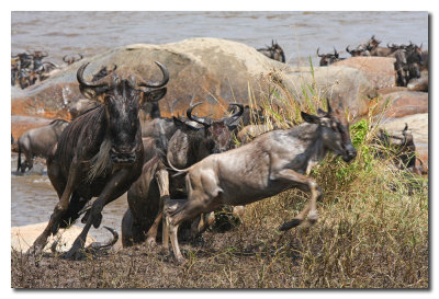 Ņus cruzando el rio Mara - Wildebeest crossing the Mara river