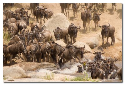 Ņus cruzando el rio Mara - Wildebeest crossing the Mara river