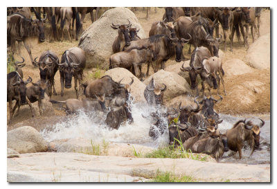 Ņus cruzando el rio Mara - Wildebeest crossing the Mara river
