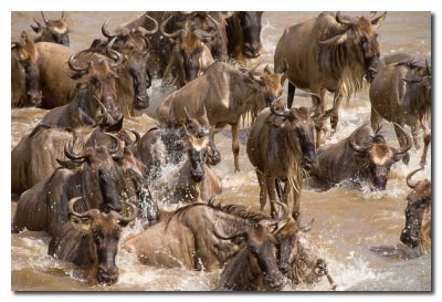 La migracion de Ņus cruza el rio Mara - Migration of the Wildebeest crossing the Mara river