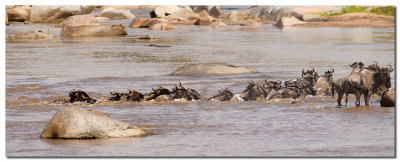Panorama Migracion Rio Mara - Panoramic Mara river migration