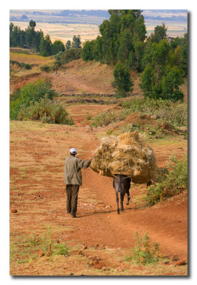 Transporte por el camino