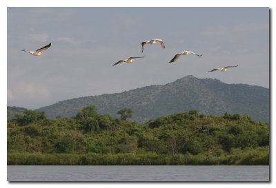 Pelicanos volando en el lago Abaya  -  Pelicans over lake Abaya