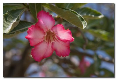 Rosa del desierto  -  Adenium obesum  -  Desert Rose