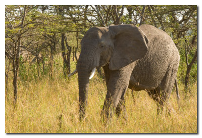 AJ6S7061 Elefante.jpg