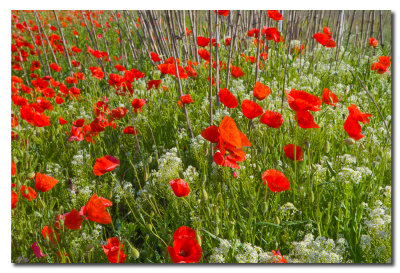 Flores de primavera - Spring flowers