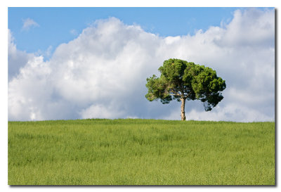 Arbol solitario  -  Solitary tree