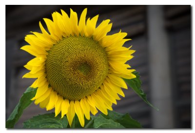 Girasol  -  Sunflower