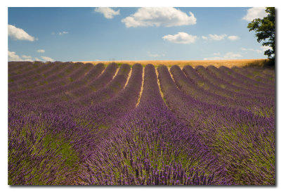 Lavanda cerca de Puimoisson  -  Lavender near Puimoisson