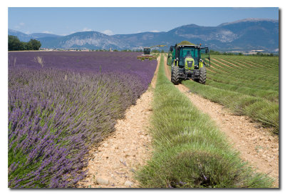 Segando la Lavanda  -  Reaping Lavender