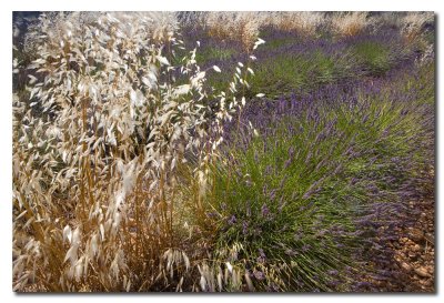 Lavanda  -  Lavender