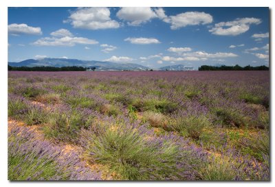 Lavanda en la planicie de Valensole  -  Lavender in the Valensole  plain