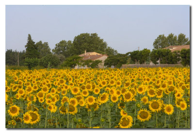 Girasoles  -  Sun Flowers