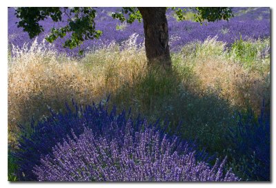 Lavanda y arbol  -  Lavender and tree