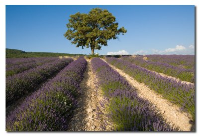 Lavanda y arbol  -  Lavender and tree