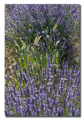 Lavanda  -  Lavender
