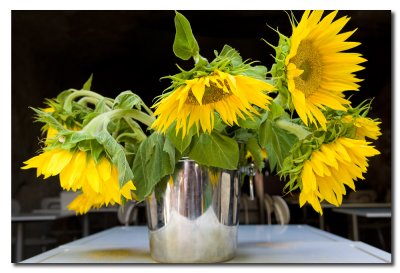YJ6S2605 Girasol.jpg
