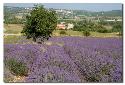 Lavanda en Sault  -  Lavender in Sault