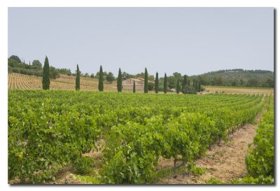 YJ6S2590 Wine farm.jpg