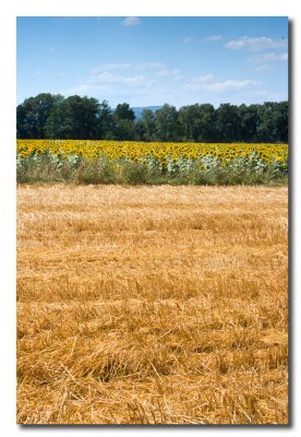 YJ6S2826 Heno y girasoles.jpg