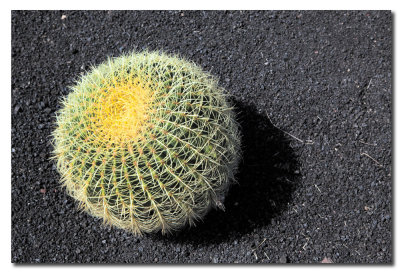 Cactus Mejicano en la rotonda de Yaiza