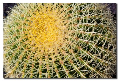 Cactus Mejicano en Yaiza