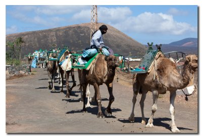 Caravana de camellos vuelven a casa en Uga
