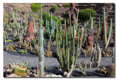 Jardin de Cactus-1