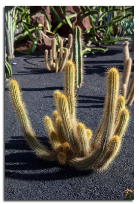 Jardin de Cactus-3