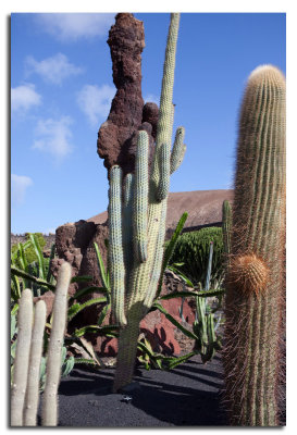 Jardin de Cactus-4